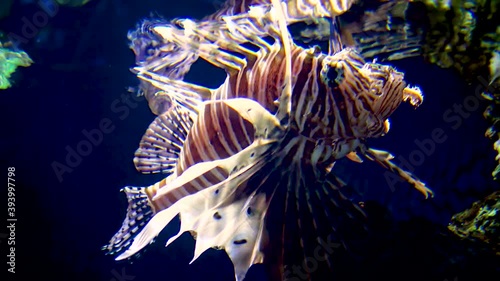 Pterois miles, the devil firefish or common lionfish. New Jersey Kembdon photo