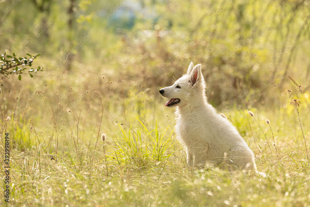 Fototapeta premium Swiss Shepherd Puppyin the grass