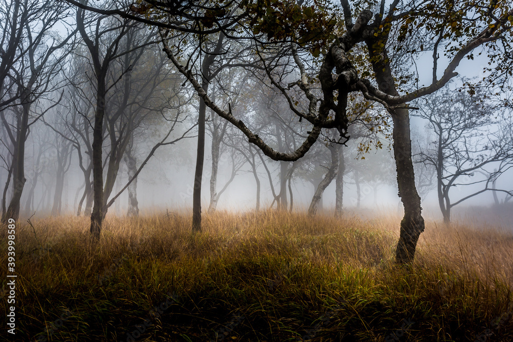 Autumn foggy landscape