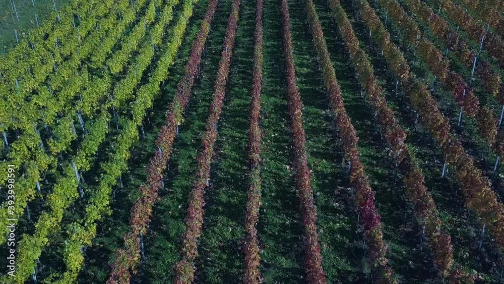 Rows of wine in autumn - vineyards in fall colors near Stuttgart, Germany Rows of wine in autumn - vineyards in fall colors near Stuttgart, Germany