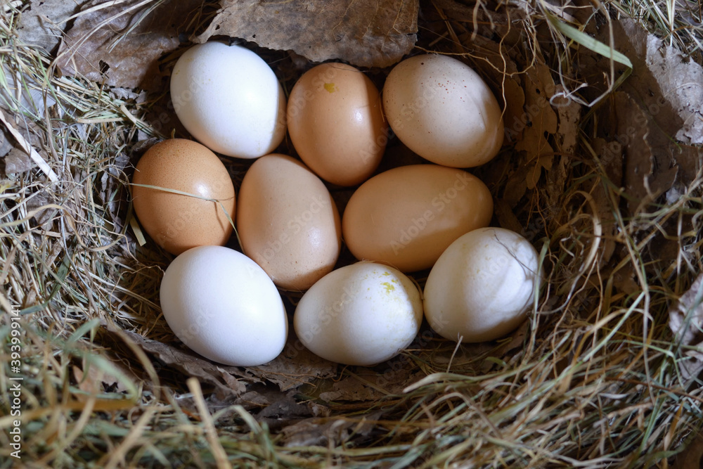 Chicken eggs in the nest.Farmer's chicken eggs on hay in the nest.