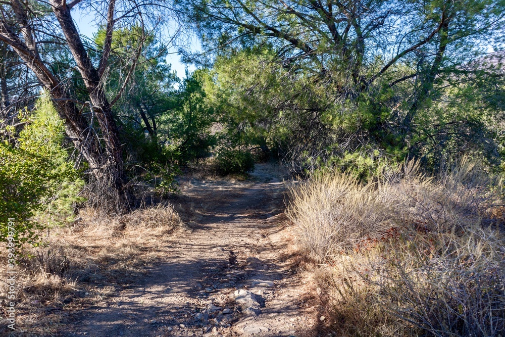 Fototapeta premium Footpath in O'Neill Regional Park, Trabuco Canyon, Orange County, California, USA