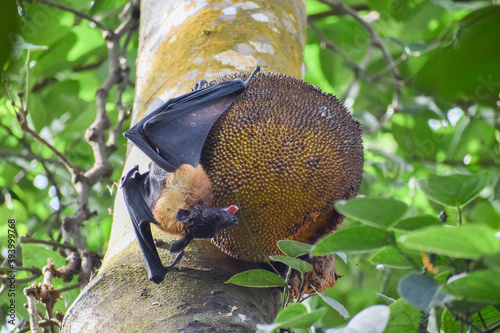fox face bat eating ripe jack fruit in Kerala 