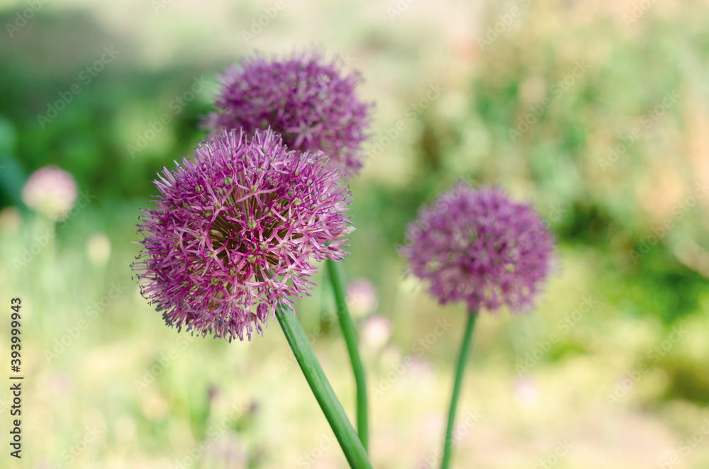 Purple allium lucy ball flowers field. Spring garden design with perennial violet plants.