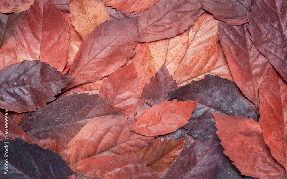 Autumn background with fallen half dried leaves Autumn background with fallen half dried leaves