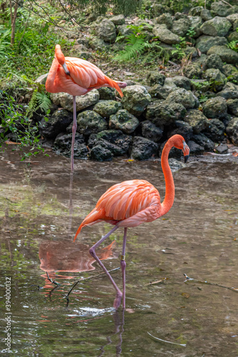 Pink flamingos standing in a river in a nature preserve