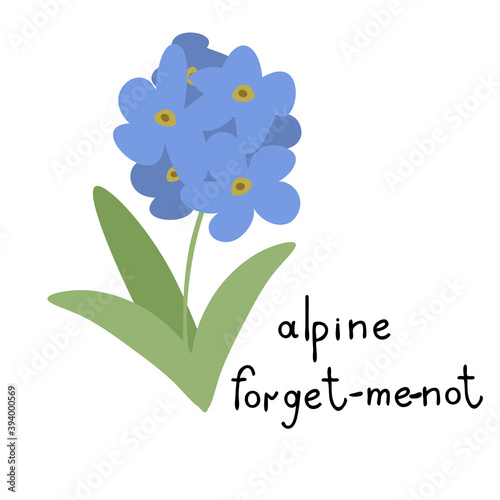 Alpine forget-me-not illustration