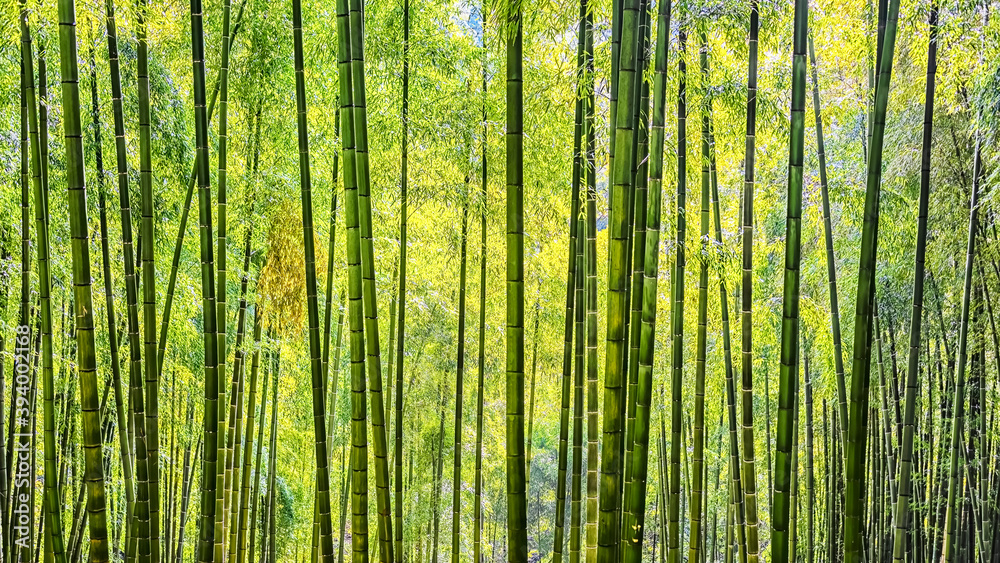 Arashiyama Bamboo Forest in Kyoto Japan Arashiyama Bamboo Forest in Kyoto Japan