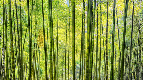 Arashiyama Bamboo Forest in Kyoto Japan