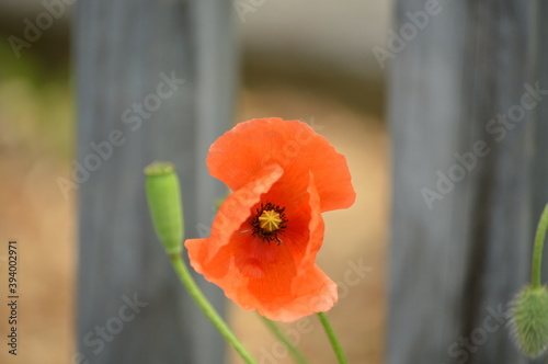 Mohnblume vor einem Zaum im Sommerwind photo