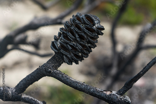 close up of banksia cone