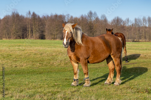 horse in the field