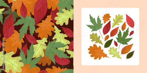 Herbarium set and pattern