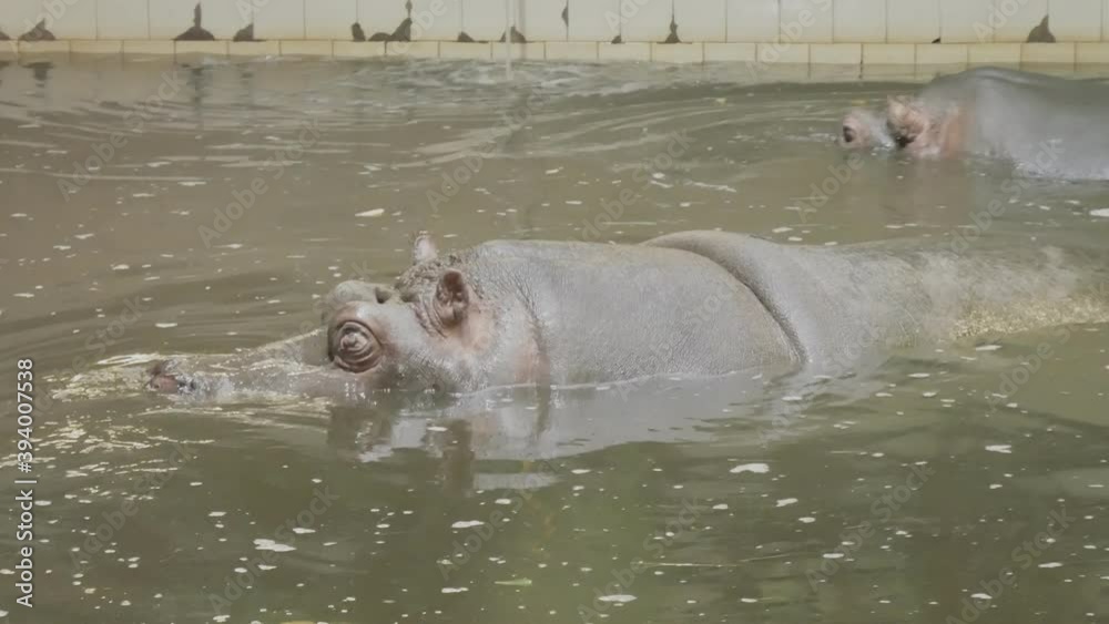Two hippos swim in the water in the pool and open their mouths drink water Two hippos swim in the water in the pool and open their mouths drink water