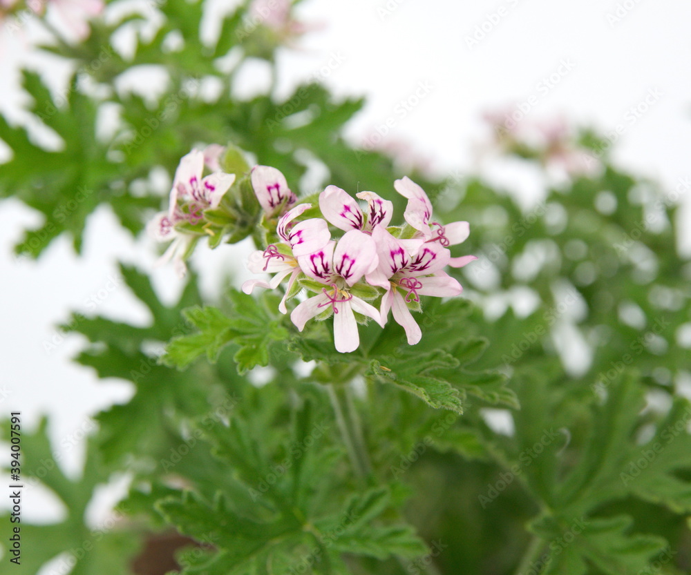 Pelargonium graveolens 'Lady Plymouth', Scented Geranium, Old Fashioned Rose Geranium flowers Pelargonium graveolens 'Lady Plymouth', Scented Geranium, Old Fashioned Rose Geranium flowers