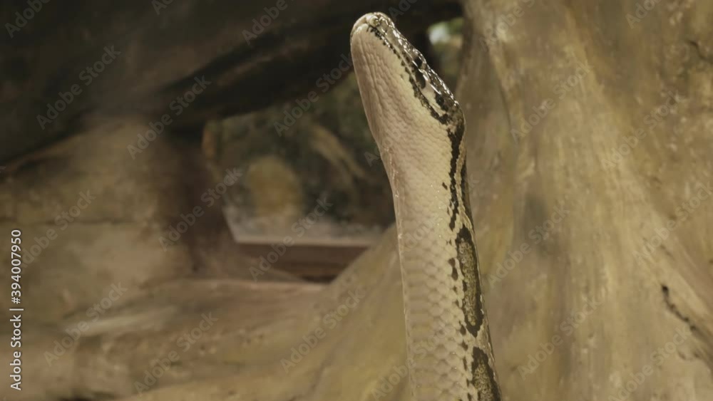 Python rises vertically up, without any support, python crawls through the cave