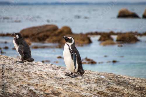 African penguin at Seaforth Beach  Simon   s Town  Cape Town  South Africa .