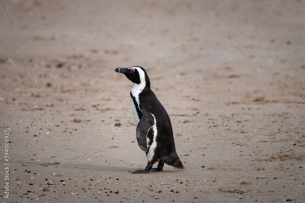 Fototapeta premium African penguin at Seaforth Beach, Simon’s Town, Cape Town, South Africa .