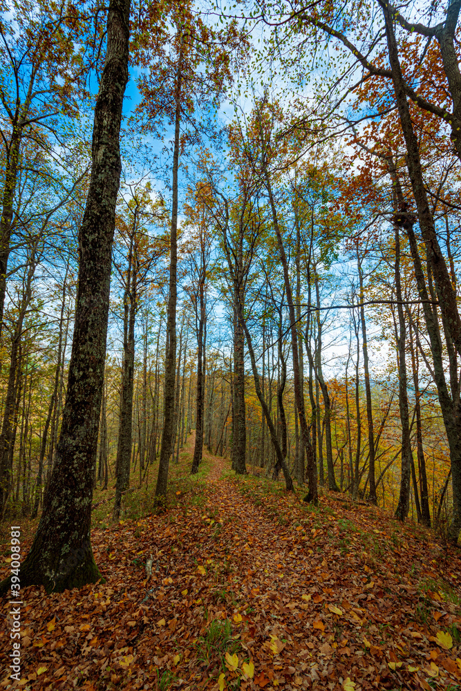 Obraz premium Foresta di Campigna