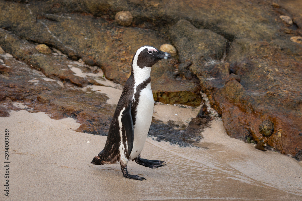 Obraz premium African penguin at Seaforth Beach, Simon’s Town, Cape Town, South Africa .