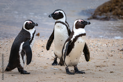 African penguin at Seaforth Beach, Simon’s Town, Cape Town, South Africa .