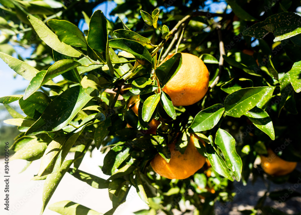 mandarin oranges on tree