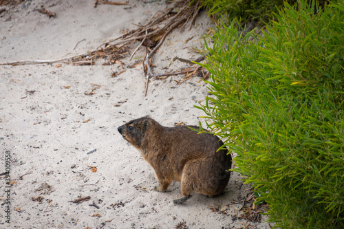 Rock hyrax also called Cape Town dassie at a sandy beach.