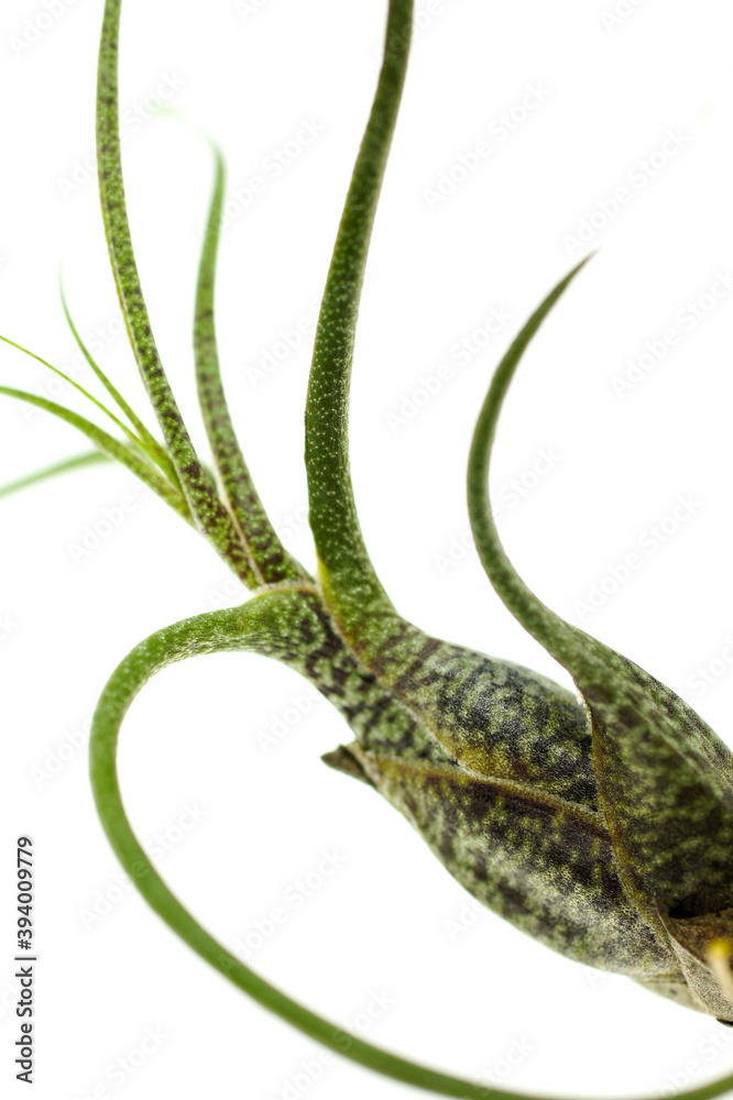 Fototapeta premium エアープランツ（着生植物、チランジア） 