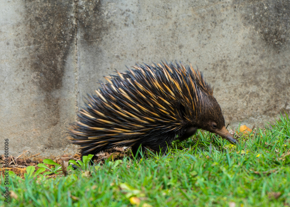 Obraz premium young echidna in the grass