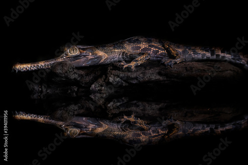 Close Up of a Sinyulong Crocodile or Buaya Sapit. photo