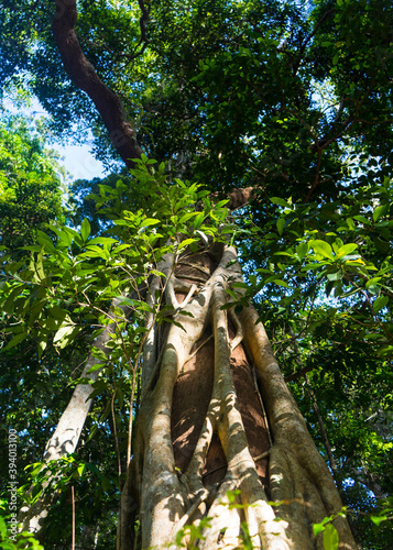 strangler fig tree in the rainforest photo