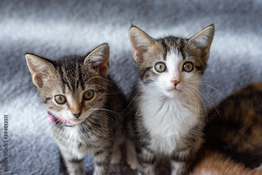Two small kittens Two small kittens