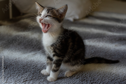 Kitten yawning 