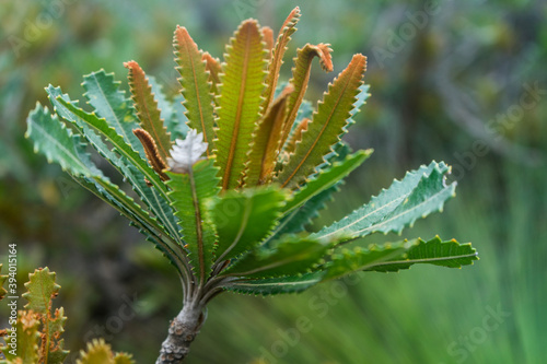 close up of banksia leaves photo