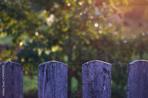 old wooden weathered fence in autumn in countryside, with unfocused colorful leaves and red apples on the background 