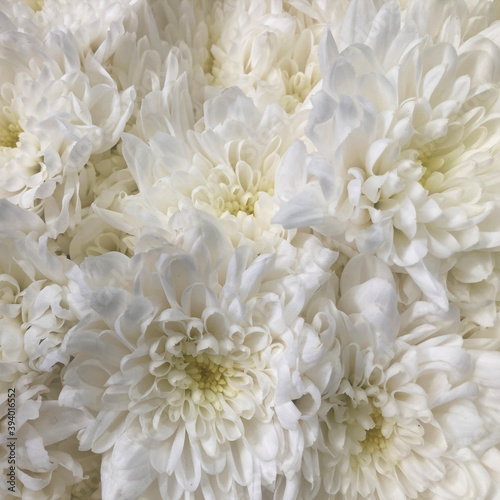 An arrangement of white chrysanthemum flowers © Rose Makin