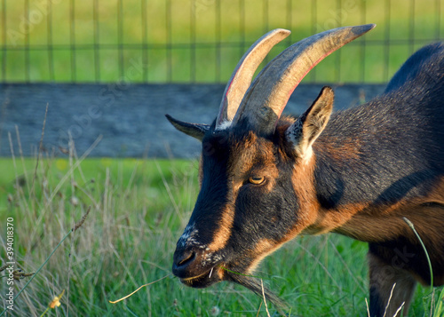 A Nigerian Dwarf goat with the dark buckskin color pattern. Copy space Block Island, RI.