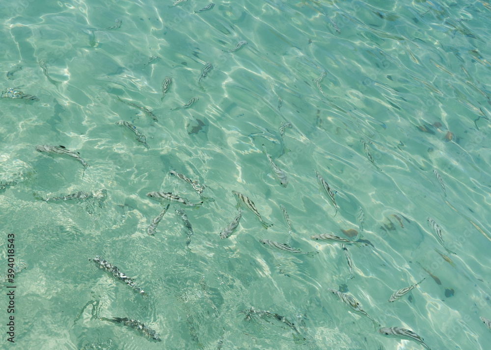 blue water surface with school of fish blue water surface with school of fish