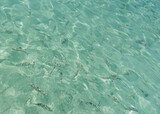 blue water surface with school of fish