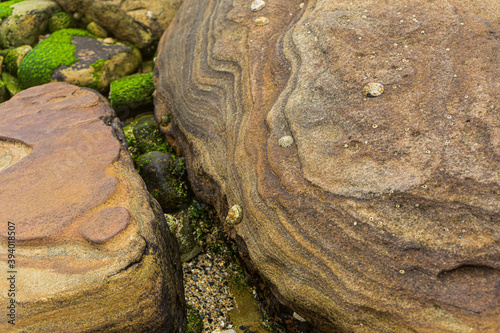 rocks with seaweed and limpets at the beach photo