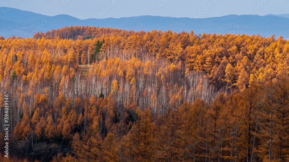 黄色く輝く秋のカラマツの森