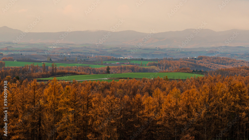 秋の丘　カラマツの黄葉　美英　北海道