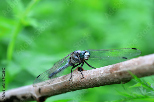 Dragonflies inhabit weeds in North China
