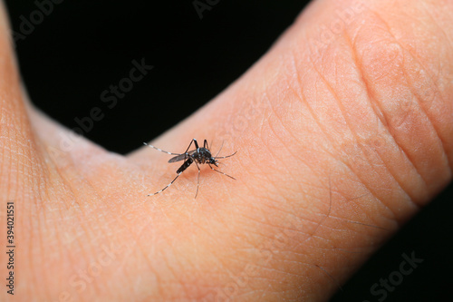 Aedes albopictus sucks blood on people's hands