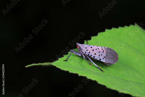 lycorma delicatula lives on the leaves photo