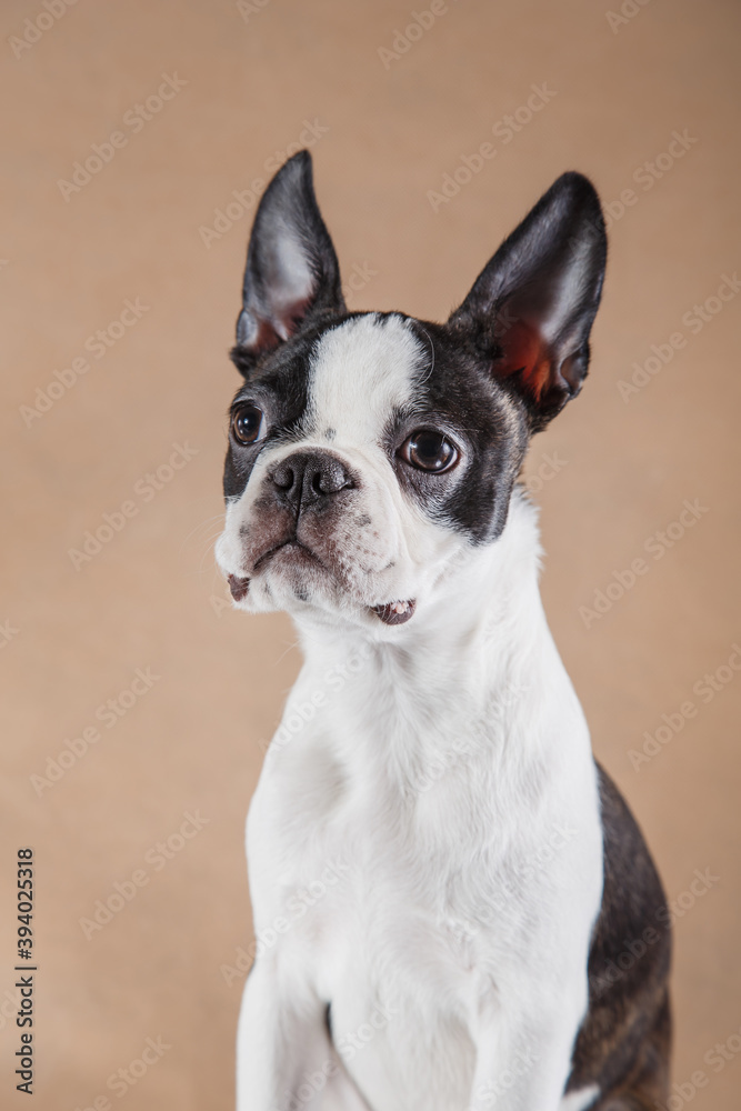 Puppy on a light beige background. funny Dog Boston Terrier portrait. Pet in the studio