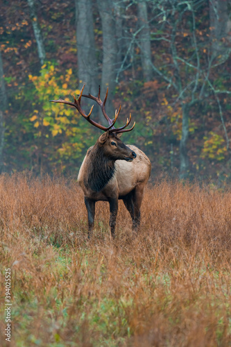 Elk at the Edge of the Woods © Greg Meland