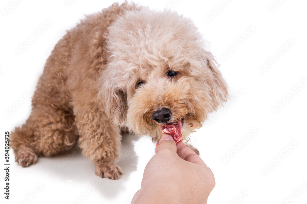 Hand feeding chunky raw meat barf diet to healthy dog on white background Hand feeding chunky raw meat barf diet to healthy dog on white background