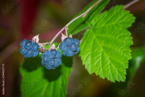 The European dewberry (lat. Rubus caesius), of the family Rosaceae.