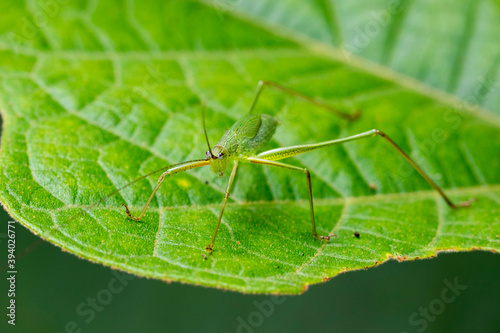 Image of green grasshopper (Small Green Leaf Katydid.,Orthelimaea leeuwenii) on green leaves. Insect Animal